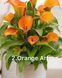 Кала Orange Art (цибулина 16/18) Кала Orange Art (цибулина 16/18) фото 1