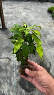 Фікус Green Kinky Фікус Green Kinky фото