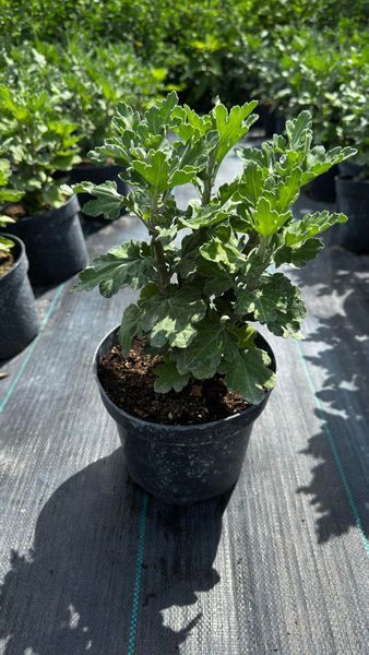 Хризантема великоквіткова Greenstar (горщик 2л) Хризантема великоквіткова Greenstar (горщик 2л) фото