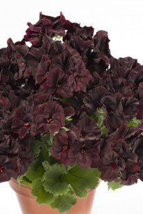 Пеларгонія Aristo Black Velvet Пеларгонія Aristo Black Velvet фото