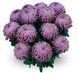 Хризантема Malabar Violet (горщик 2л) Хризантема Malabar Violet (горщик 2л) фото 1