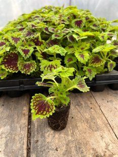 Колеус (Coleus Chocolate Drop) Колеус (Coleus Chocolate Drop) фото