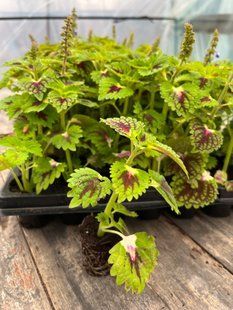 Колеус (Coleus Strawberry Drop) Колеус (Coleus Strawberry Drop) фото