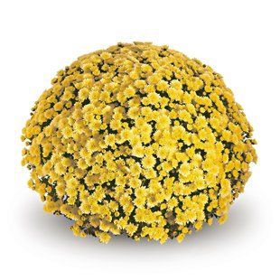 Хризантема Jasoda Dark Yellow (горщик 2л) Хризантема Jasoda Dark Yellow (горщик 2л) фото