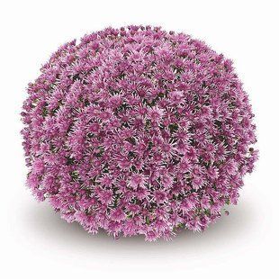 Хризантема мультифлора Baoli Lilac (горщик 2л) Хризантема мультифлора Baoli Lilac (горщик 2л) фото