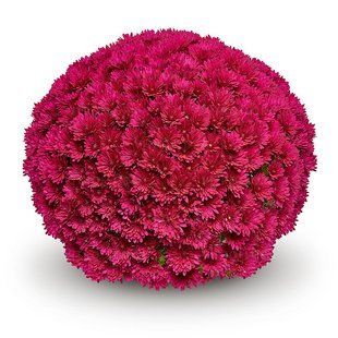 Хризантема мультифлора Sibli Fuchsia Хризантема мультифлора Sibli Fuchsia фото