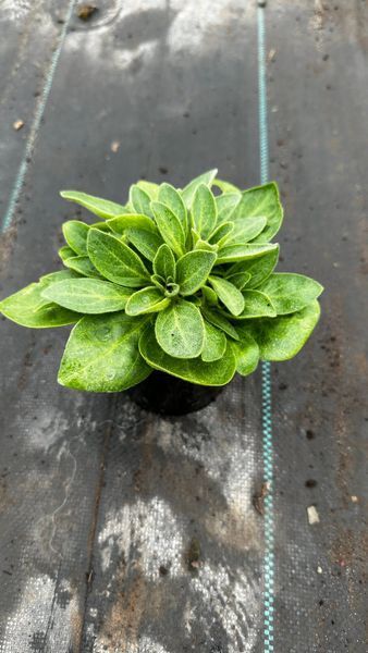 Петунія Capella Cherry Vanilla Петунія Capella Cherry Vanilla фото