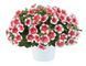 Петунія Capella Cherry Vanilla Петунія Capella Cherry Vanilla фото 1