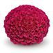 Хризантема мультифлора Sibli Fuchsia Хризантема мультифлора Sibli Fuchsia фото 1