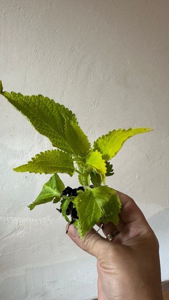 Колеус Lime Time Колеус Lime Time фото