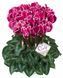 Цикламен Halios Curly Magenta With Edge Цикламен Halios Curly Magenta With Edge фото 1