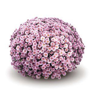 Хризантема мультифлора Staviski Pink Хризантема мультифлора Staviski Pink фото