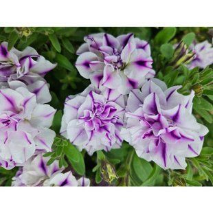 Петунія Conchita Doble Blueberry Twist Петунія Conchita Doble Blueberry Twist фото