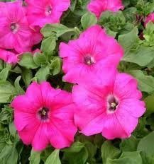 Петунія Conchita Grande Pink Петунія Conchita Grande Pink фото