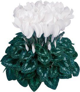 Цикламен Halios DHIVA Pure White Цикламен Halios DHIVA Pure White фото