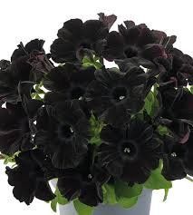 Петунія GO!Tunia Black Петунія GO!Tunia Black фото