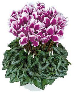 Цикламен Halios Fantasia Purple Silverleaf Цикламен Halios Fantasia Purple Silverleaf фото