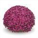 Хризантема мультифлора Staviski Purple Хризантема мультифлора Staviski Purple фото 1