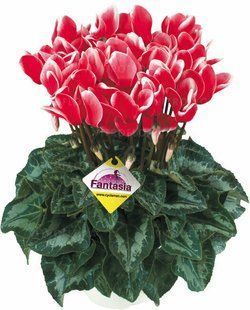 Цикламен Halios Fantasia Red Цикламен Halios Fantasia Red фото
