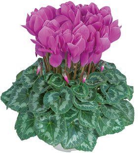 Цикламен Halios Lilac Цикламен Halios Lilac фото