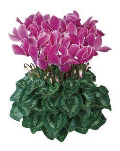 Цикламен Halios Violet Flame Цикламен Halios Violet Flame фото