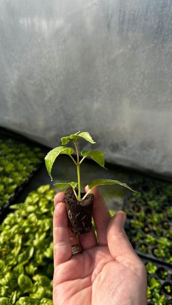 Фуксія Giant Orange King Фуксія Giant Orange King фото