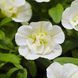 Калібрахоа Unique Double White Калібрахоа Unique Double White фото 1
