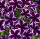 Петунія GO!Tunia Cosmic Violet Петунія GO!Tunia Cosmic Violet фото 1