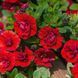 Калібрахоа Unique Double Velvet Калібрахоа Unique Double Velvet фото 1