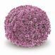 Хризантема мультифлора Baoli Lilac Хризантема мультифлора Baoli Lilac фото 1