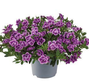 Калібрахоа Cabaret Special Double Purple Bicolor Калібрахоа Cabaret Special Double Purple Bicolor фото