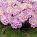 Примула Belarina Pink Ice Примула Belarina Pink Ice фото 1