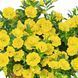 Калібрахоа Double Yellow Калібрахоа Double Yellow фото 1