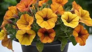 Петхоа BeautyCal Sunset Orange Петхоа BeautyCal Sunset Orange фото