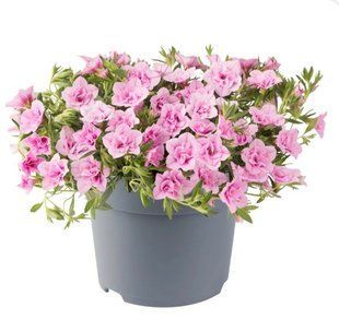 Калібрахоа Cabaret Double Light Pink Калібрахоа Cabaret Double Light Pink фото