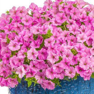 Петунія Vista Bubblegum Петунія Vista Bubblegum фото
