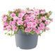 Калібрахоа Cabaret Double Light Pink Калібрахоа Cabaret Double Light Pink фото 1