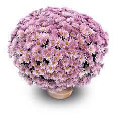 Хризантема мультифлора Frejus Pink (горщик 2л) Хризантема мультифлора Frejus Pink (горщик 2л) фото