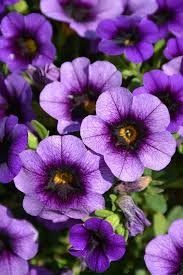 Калібрахоа Superbells Grape Punch Калібрахоа Superbells Grape Punch фото