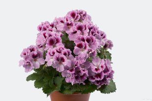 Пеларгонія Aristo Orchid~ Пеларгонія Aristo Orchid~ фото
